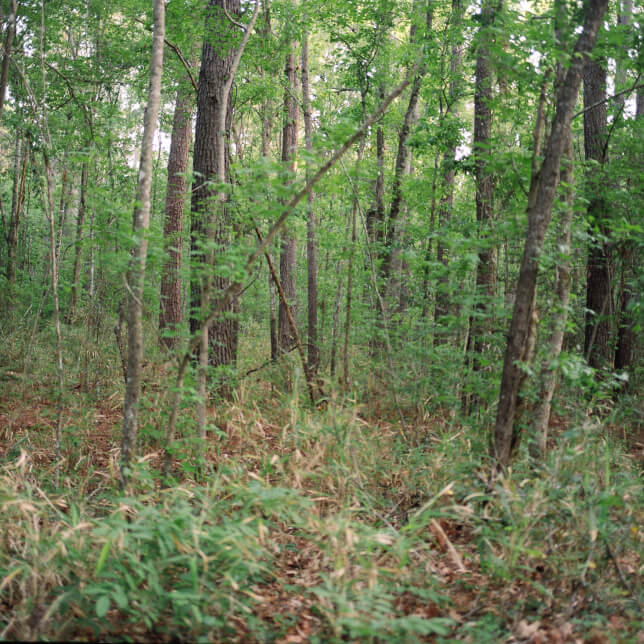 Nature Sounds for Sleep