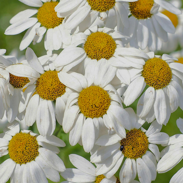 Chamomile Extract (100 mg)